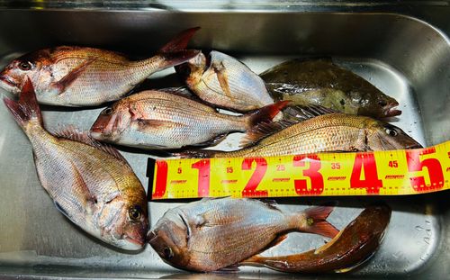 マダイの釣果