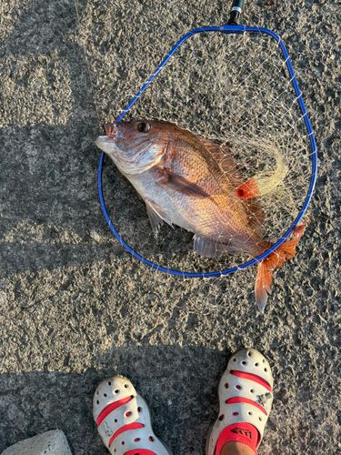 タイの釣果