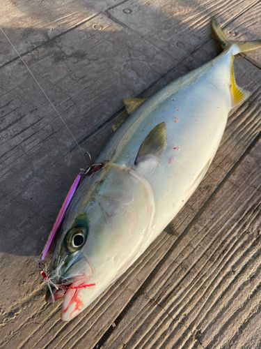 イナダの釣果