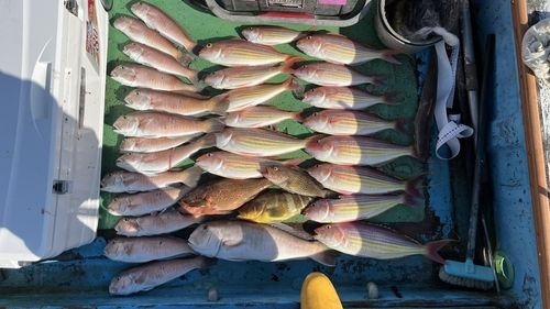 シロアマダイの釣果