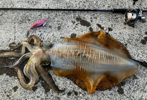 アオリイカの釣果
