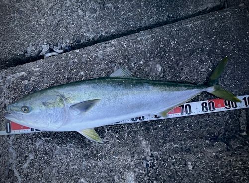 ハマチの釣果