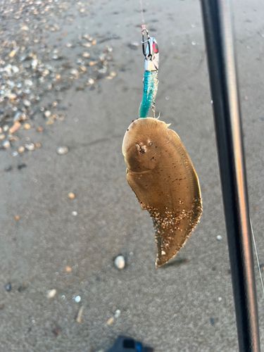 シタビラメの釣果