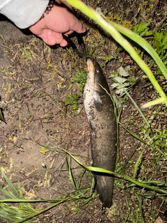 マナマズの釣果