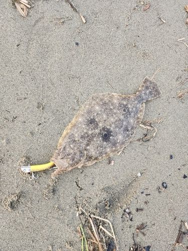 ソゲの釣果