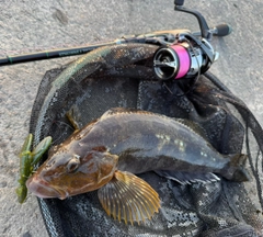 アイナメの釣果