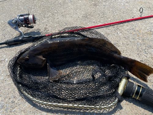 アイナメの釣果