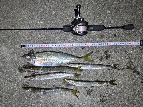 アジの釣果