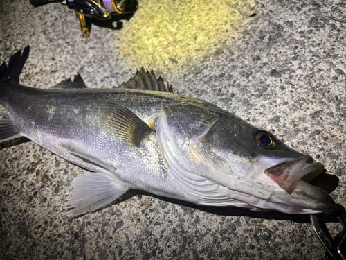スズキの釣果