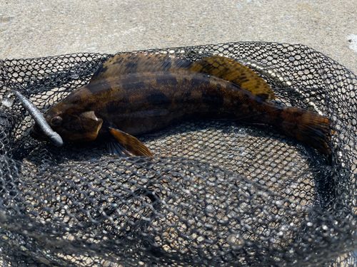 アイナメの釣果
