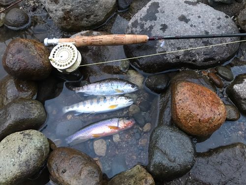 アマゴの釣果