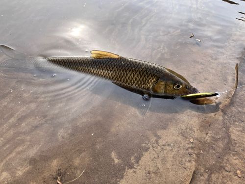ニゴイの釣果