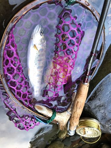 アマゴの釣果
