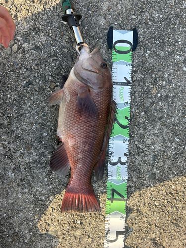 コブダイの釣果