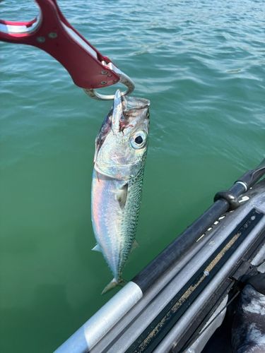 サバの釣果