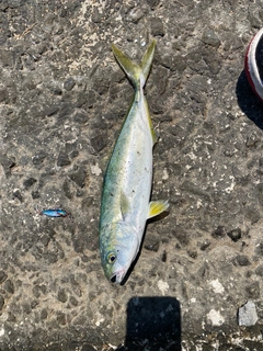 ワカシの釣果