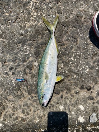 ワカシの釣果
