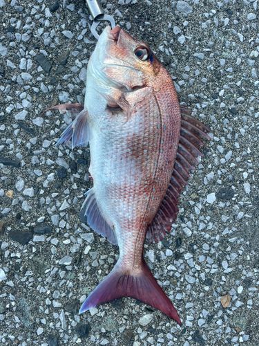 マダイの釣果