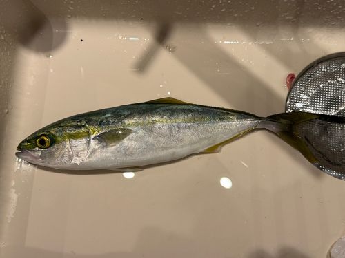 ワカシの釣果