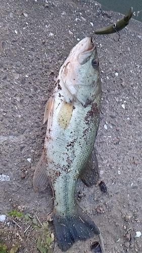 ブラックバスの釣果