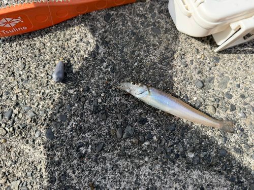 シロギスの釣果