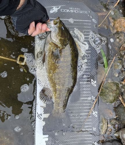 スモールマウスバスの釣果