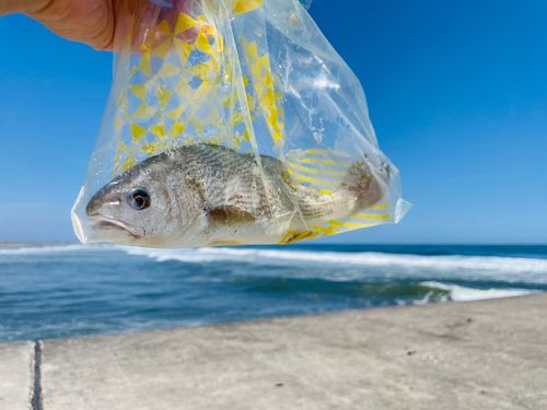 イシモチの釣果