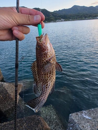 オオモンハタの釣果