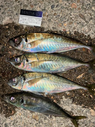 アジの釣果