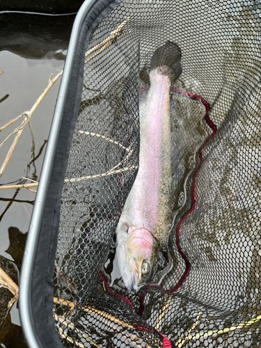 トラウトの釣果