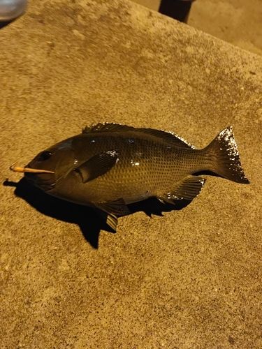 グレの釣果
