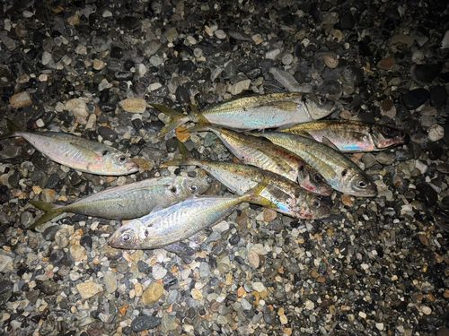 アジの釣果
