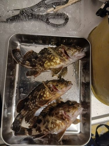 カサゴの釣果