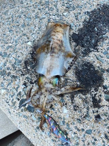 アオリイカの釣果
