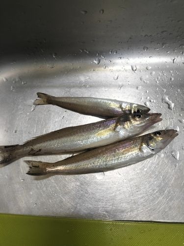 キスの釣果