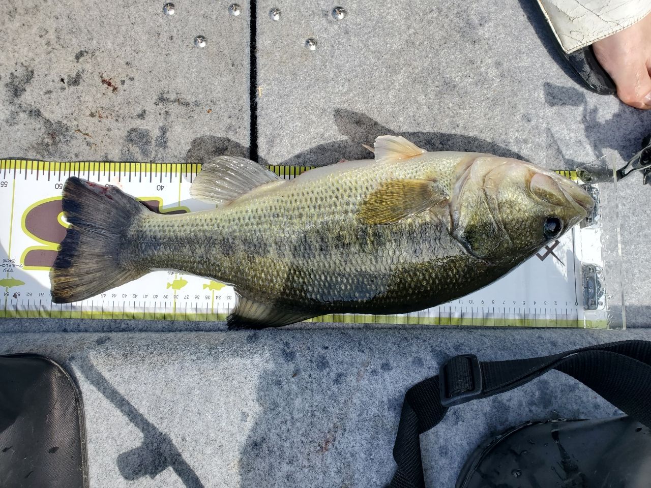 ブラックバスの釣果写真