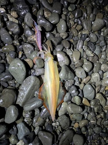 ヤリイカの釣果