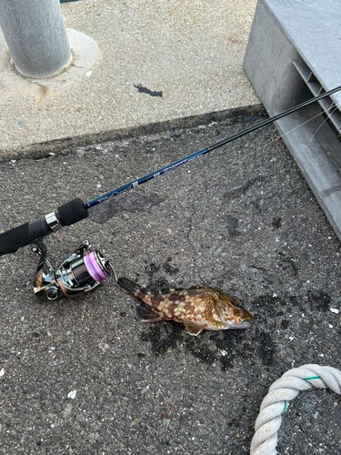 アラカブの釣果