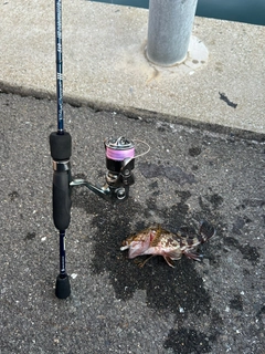 アラカブの釣果