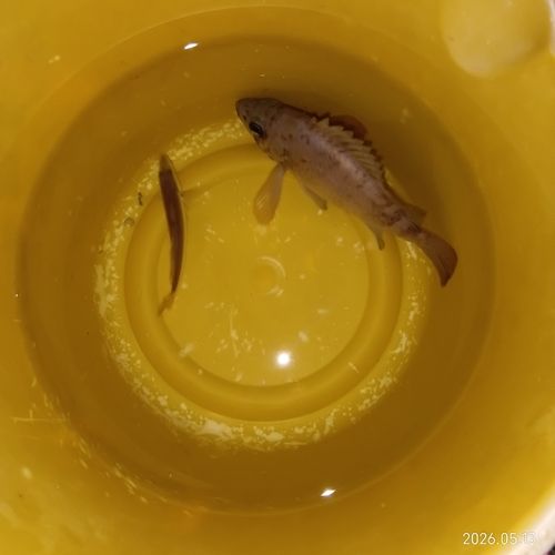 マアジの釣果