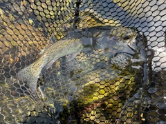 ニジマスの釣果