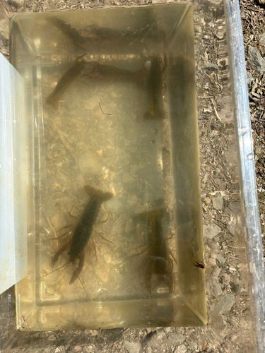 ザリガニの釣果・釣り情報まとめ【2026年最新】 - アングラーズ | 釣果