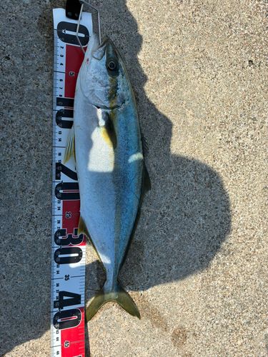 フクラギの釣果
