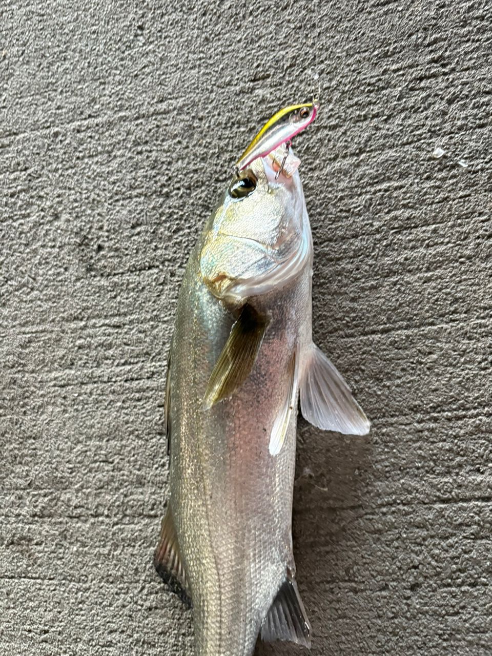 シーバスの釣果写真