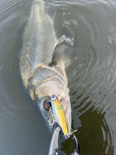 フッコ（マルスズキ）の釣果