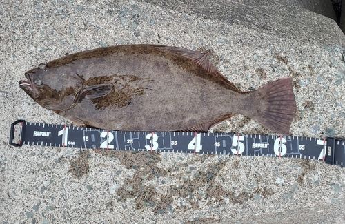 ヒラメの釣果