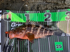 アコウの釣果