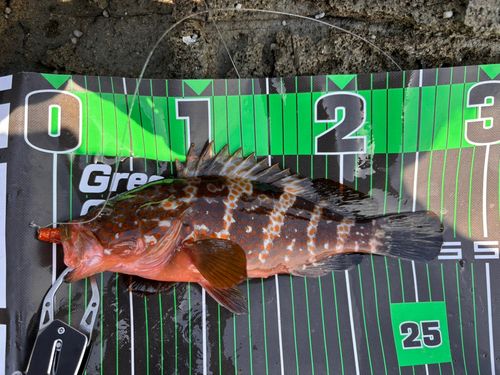 アコウの釣果