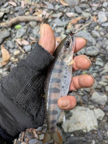 アマゴの釣果