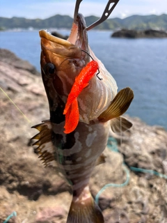 クエの釣果